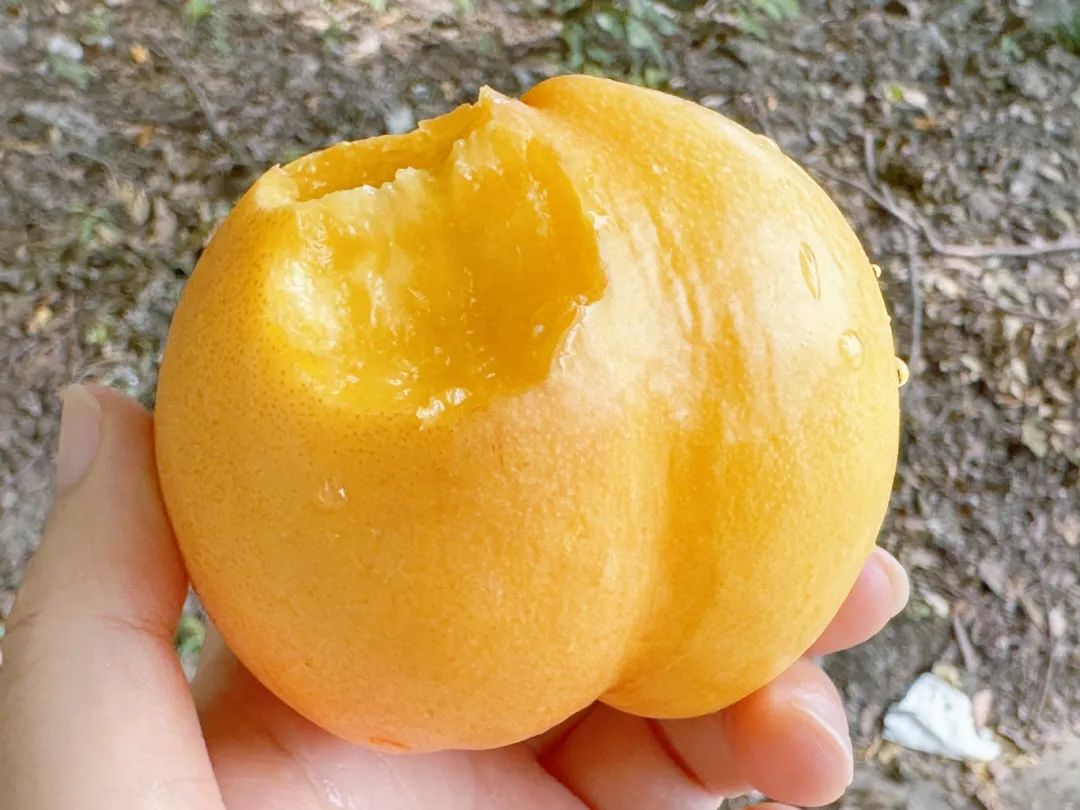 据悉,第一批成熟的品种主要为黄金油桃.