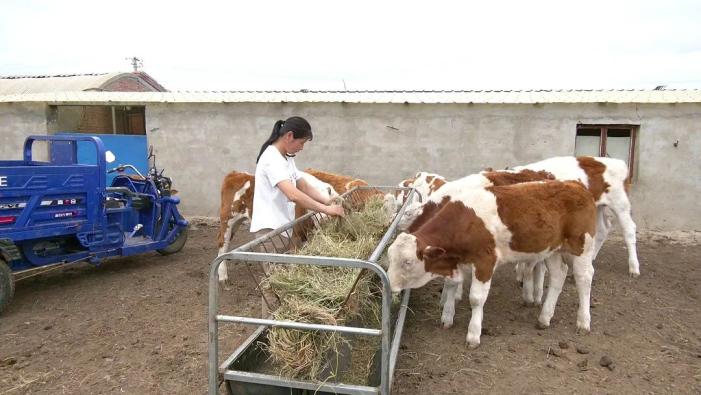 扎鲁特旗：品种改良提质增效 肉牛产业效益提升