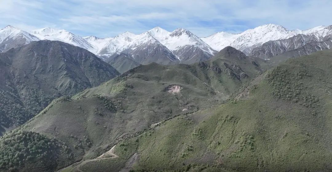 没有完成正常的生长期,没有正常结籽,还有好多草根因为太过干旱而死亡