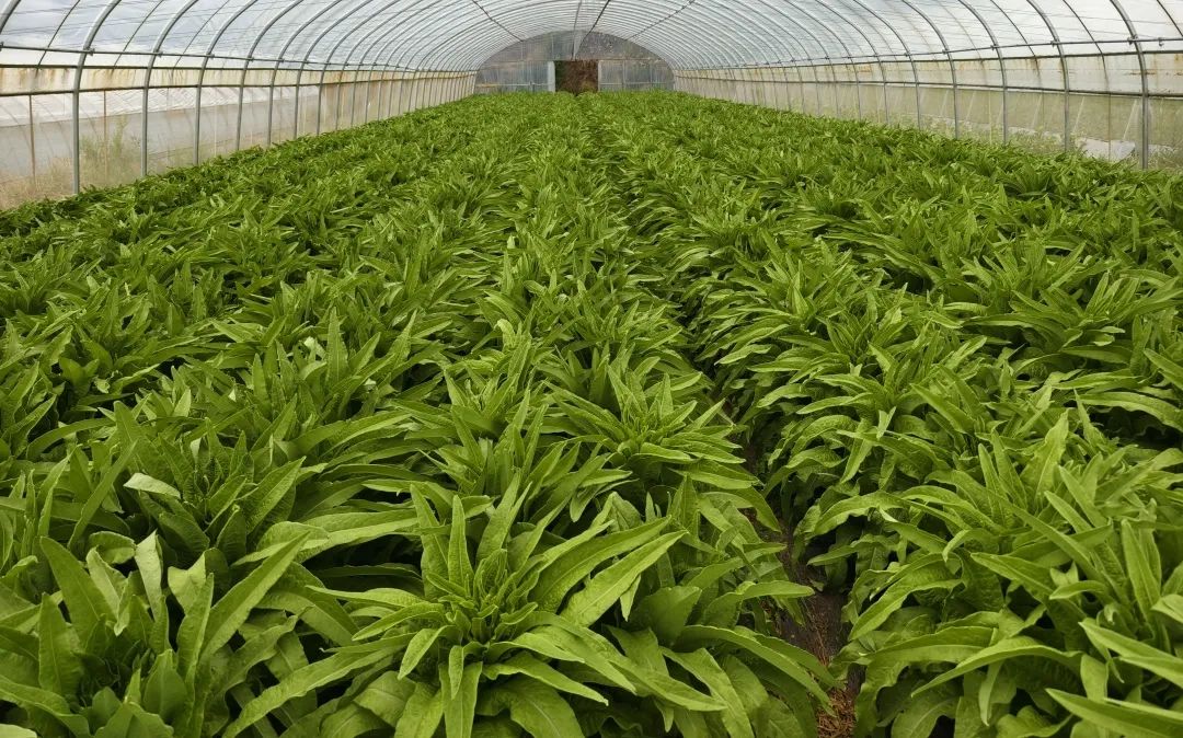 北新屯乡:小莴笋大丰收 乡村振兴产业旺