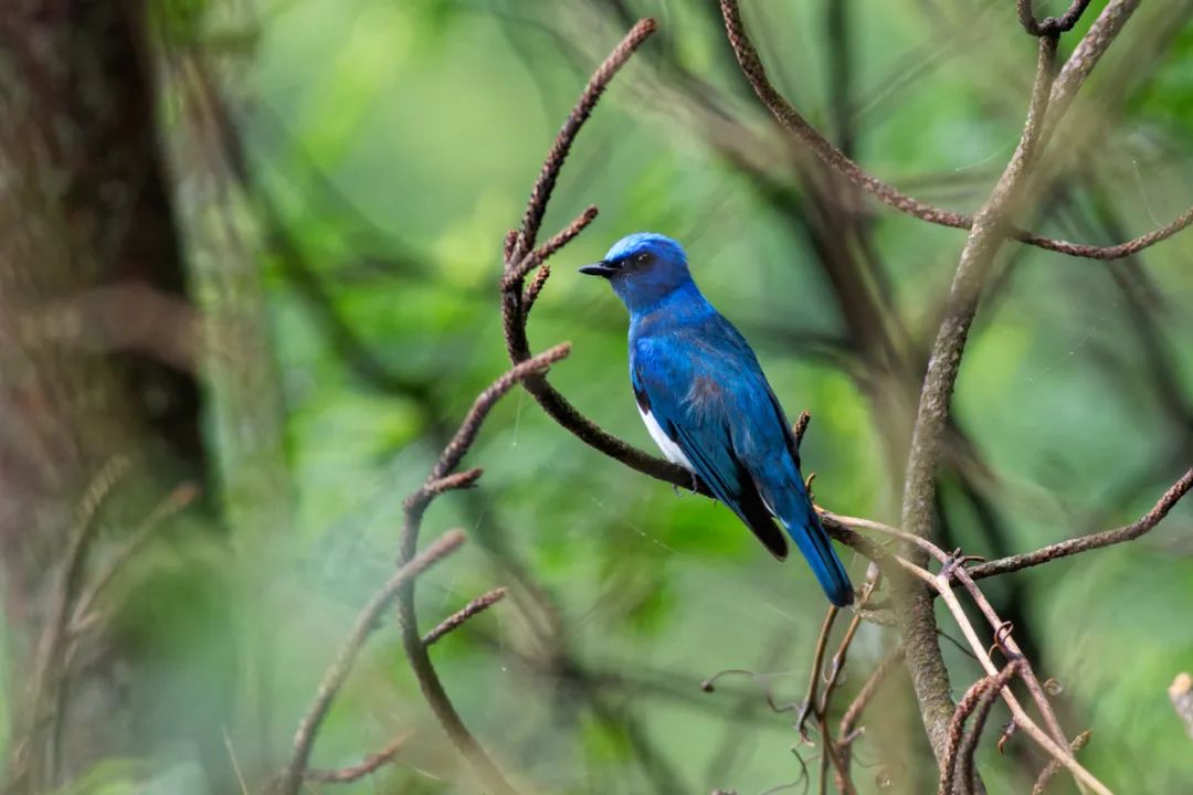丽水发现浙江鸟类新记录——白腹暗蓝鹟