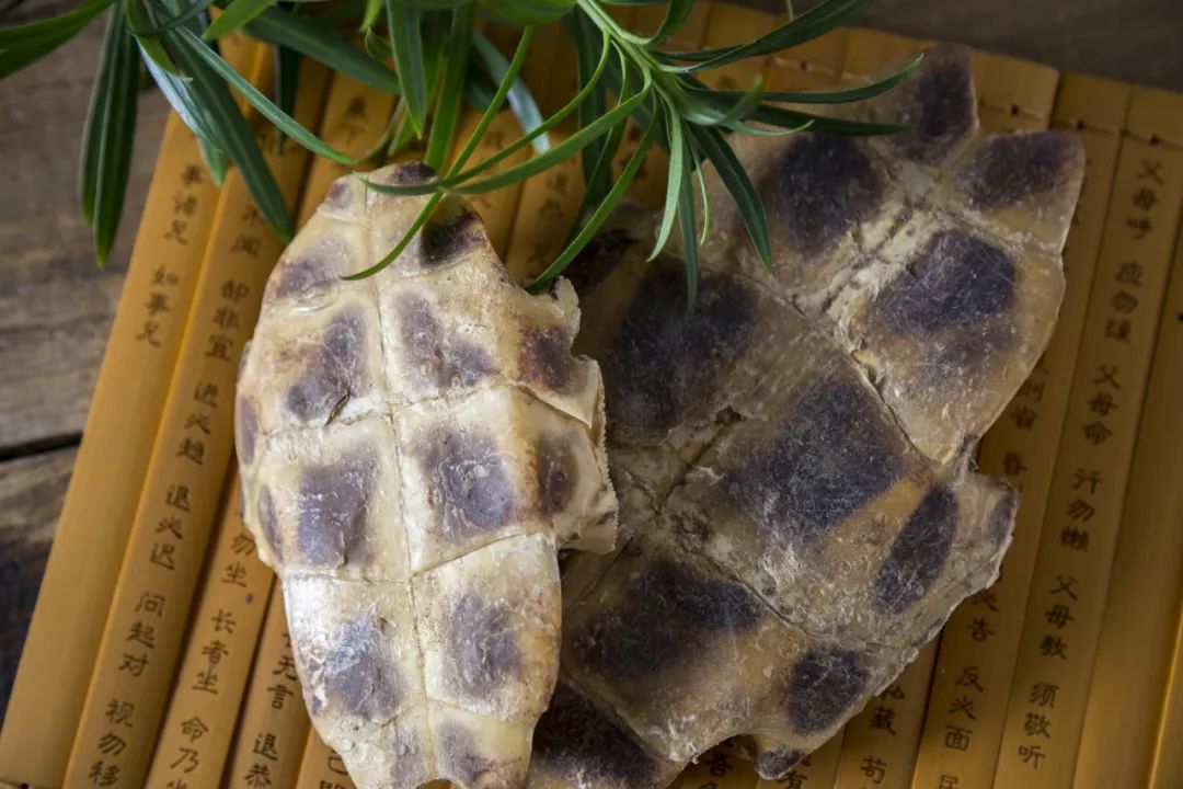 龟板与鳖甲功效相似,都能用于滋补肝肾之阴;治疗癌性发热多选用生鳖甲