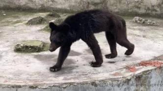 私人动物园黑熊“饿成狗”，动物园改革的困境与机遇