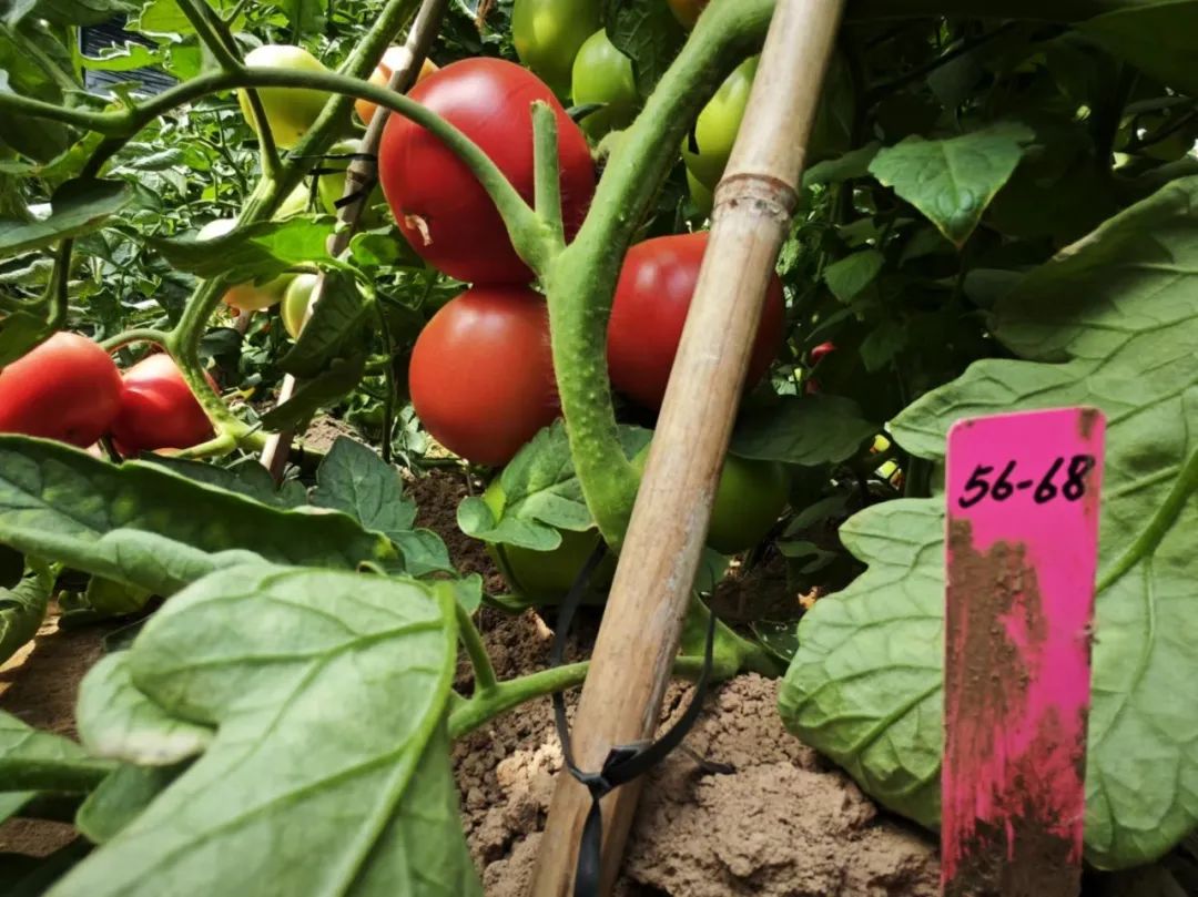 由于实验基地内的西红柿结果较多,我们已经不能用"一个个"来形容,而