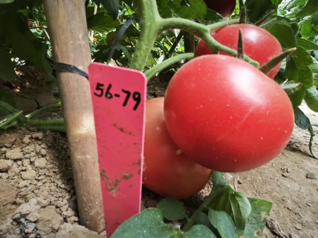 由于实验基地内的西红柿结果较多,我们已经不能用"一个个"来形容,而