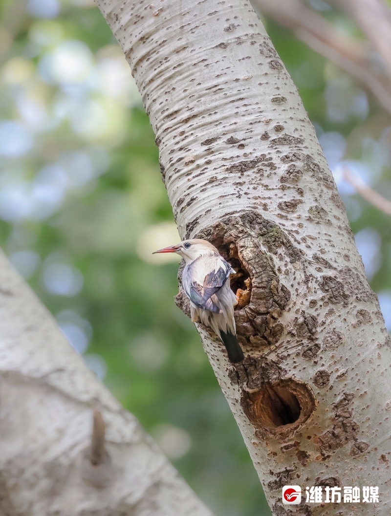 种子和昆虫,一起在农田和草地上觅食,有时也会和其他鸟类丝光椋鸟喜结