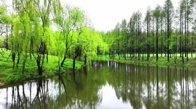 夏日沪水游丨宝山:罗泾水源涵养林,约上三五好友,一起森呼吸吧