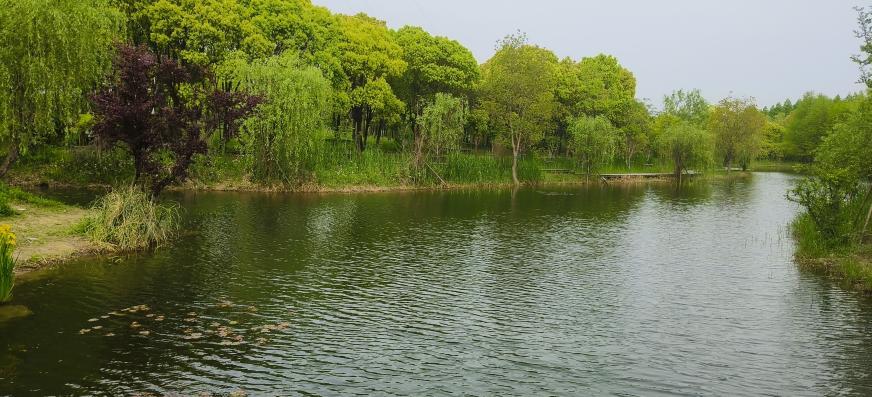 夏日"沪"水游丨宝山:罗泾水源涵养林,约上三五好友,一起"森"呼吸吧