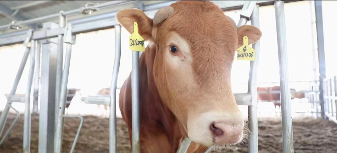 济宁梁山县:数字化赋能打响"梁山黄牛"品牌