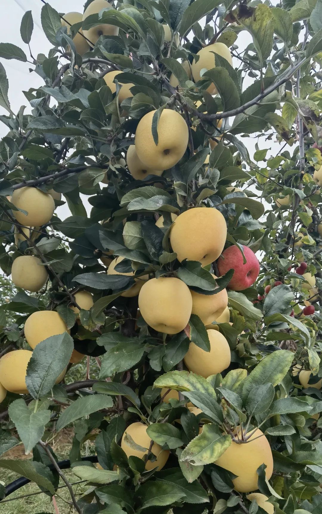 写好"产"文章!【人民网】首页关注云南昭通千亿级高原特色农业