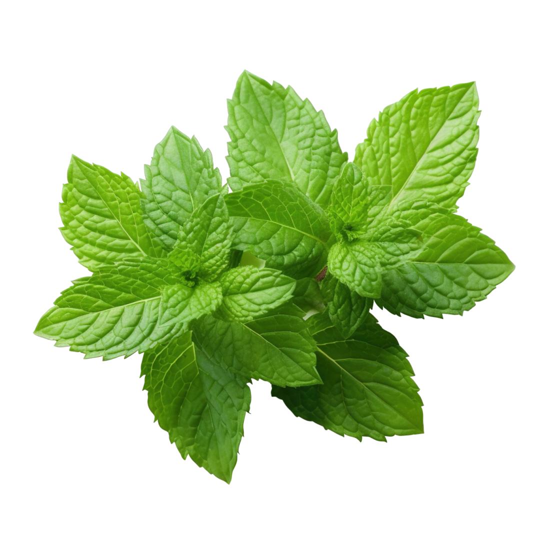 报名从速 |非遗学子行体验艾草薄荷膏制作,助力夏日驱蚊止痒