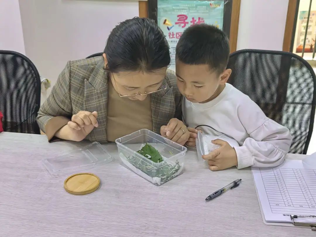 “蚕宝宝”成长记,孩子们开启自然探索之旅_澎湃号·政务_澎湃新闻-The Paper