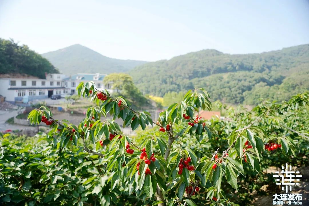 端午期间,金普新区,旅顺口区,高新区等近郊各大庄园,农家院,采摘园