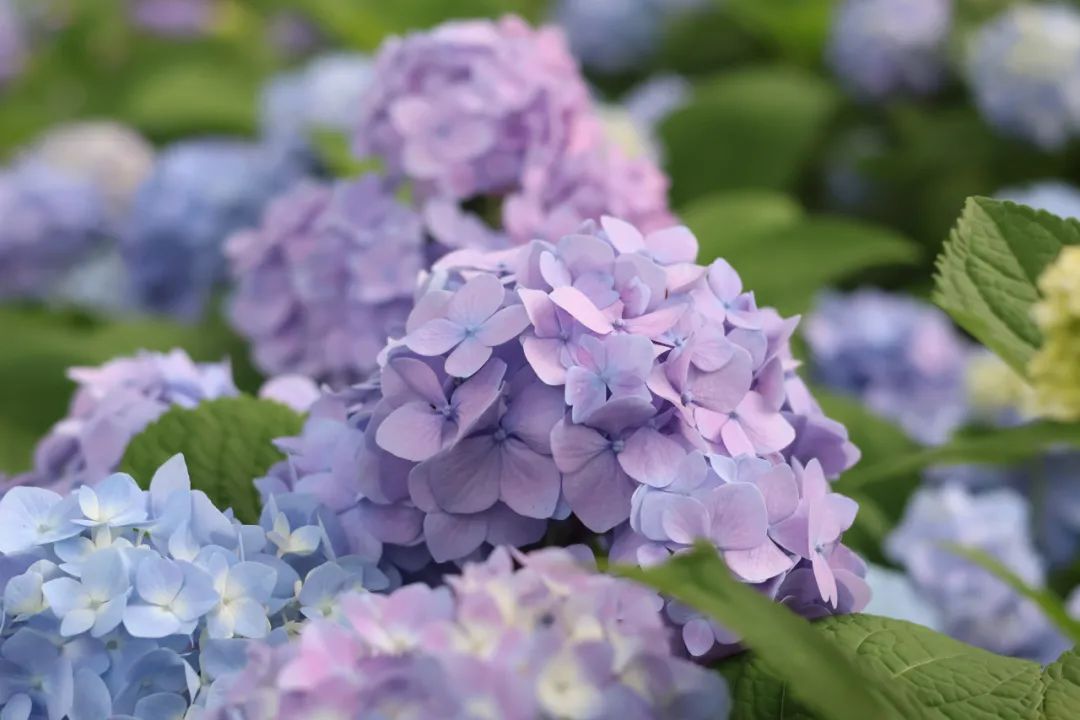 繁花锦绣!金山这里藏着一片免费的绣球花仙境