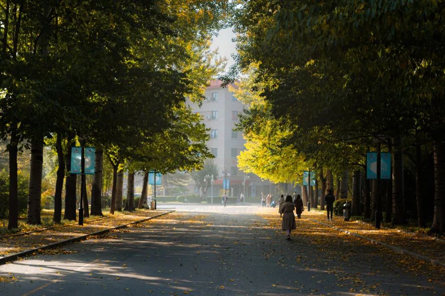 壁纸 风景 森林 桌面 915_608