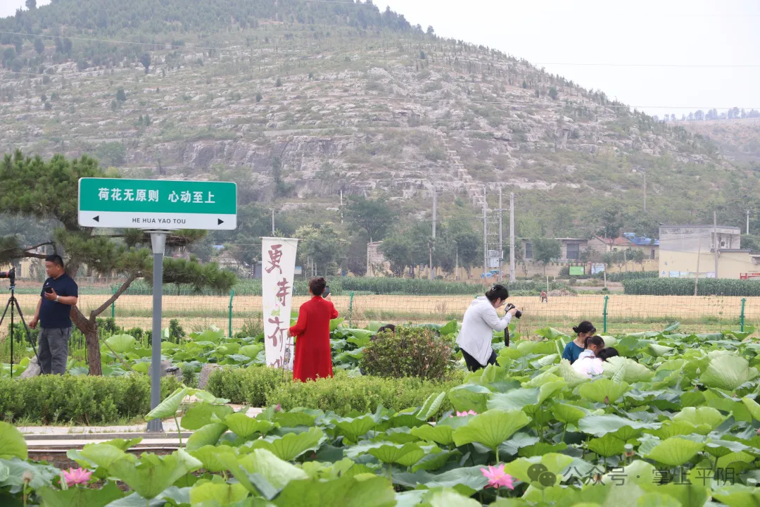 "乡村好时节 荷你来相约"2024东阿镇窑头村第二届荷花