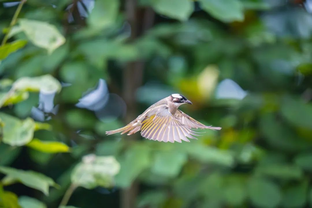 白头鹎特点:黑白相间的羽毛,建筑大师,常见于公园和绿化带.