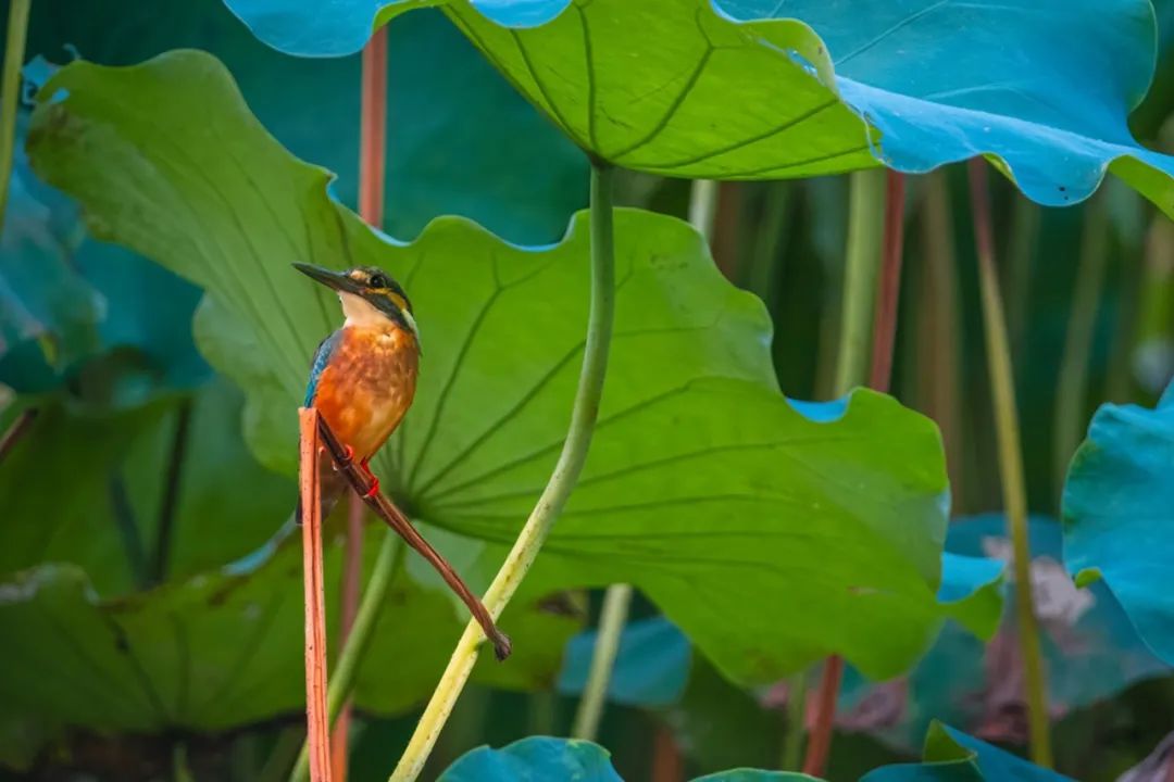 普通翠鸟特点:叫声优美,善于筑巢,常见于公园和居民区.