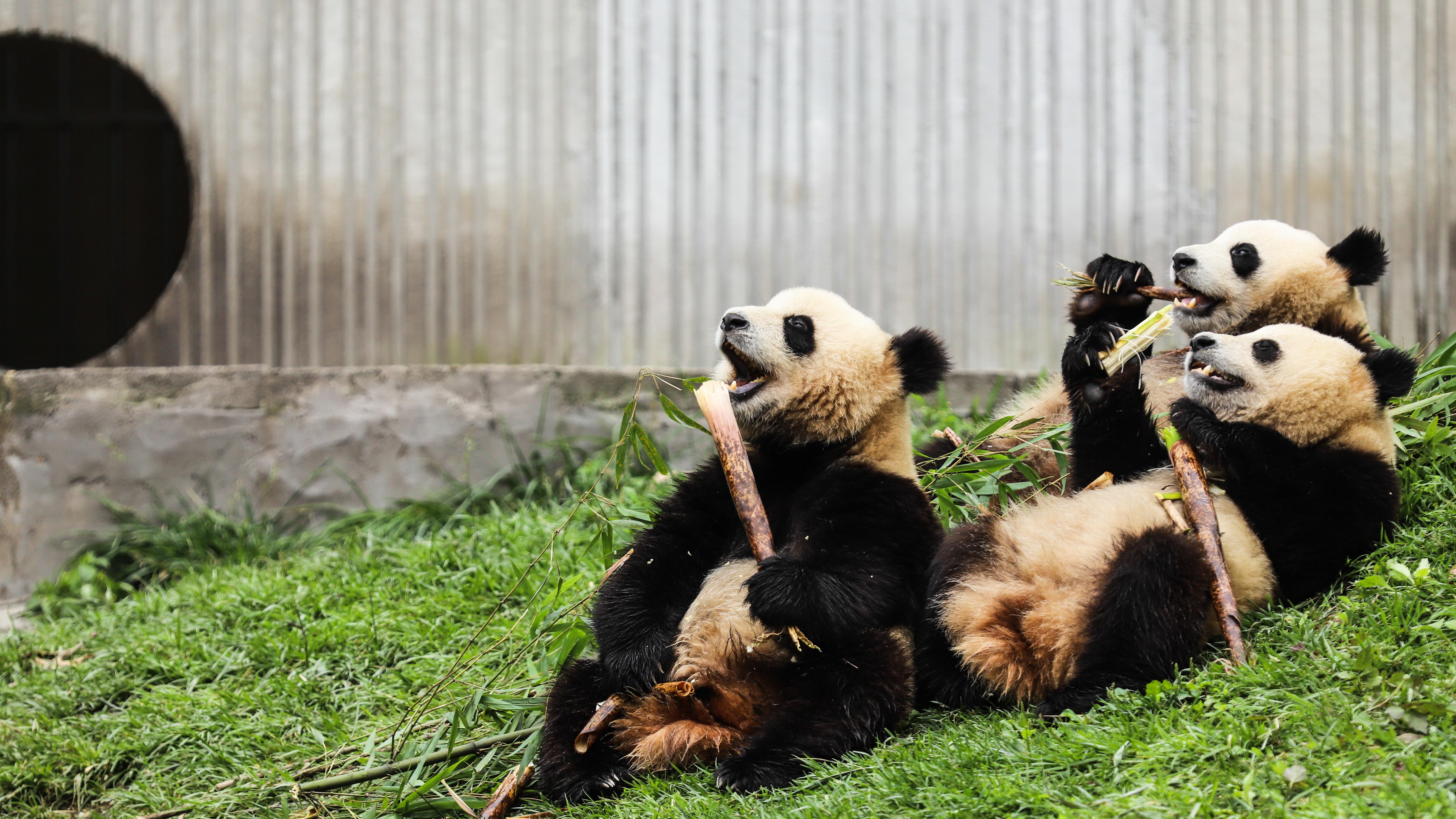 涉及大熊猫的谣言满天飞，谁是真爱谁在伤害