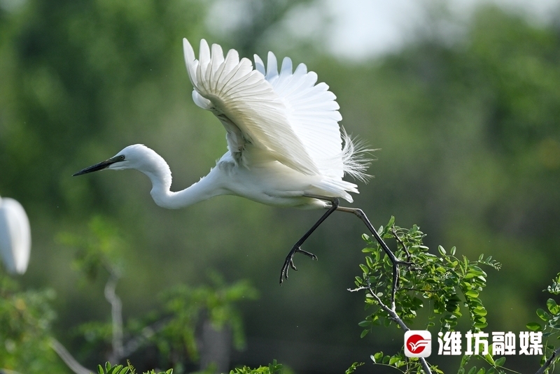 林深不知处白鹭仙头像图片