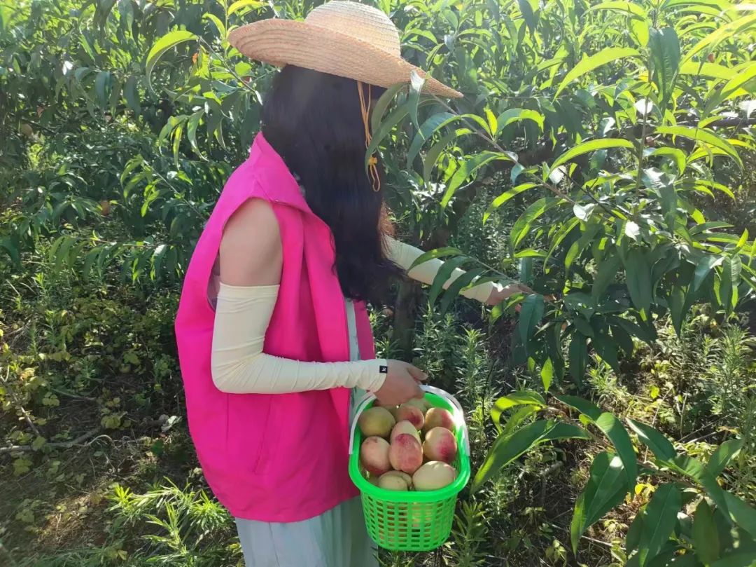 妇工在线 | 瑞昌市码头镇:巾帼助农采桃忙