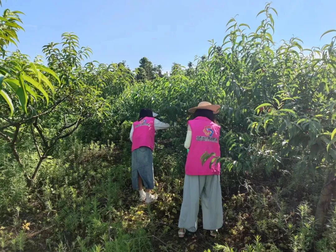 妇工在线 | 瑞昌市码头镇:巾帼助农采桃忙