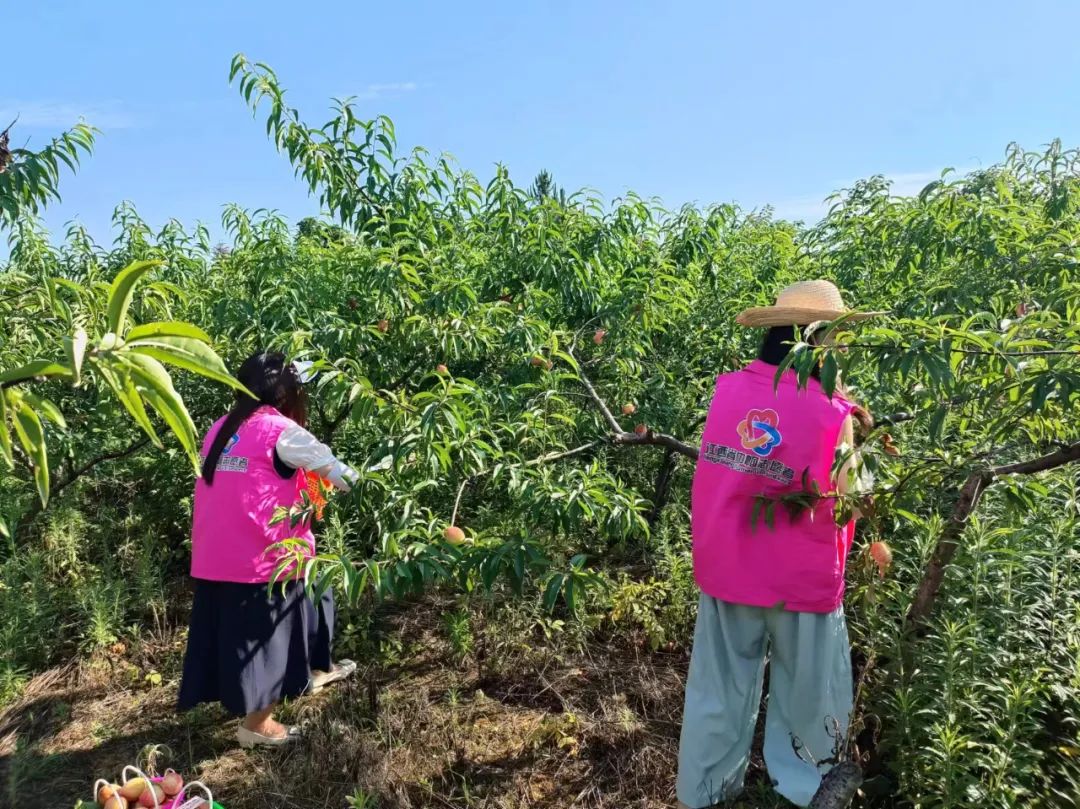 妇工在线 | 瑞昌市码头镇:巾帼助农采桃忙