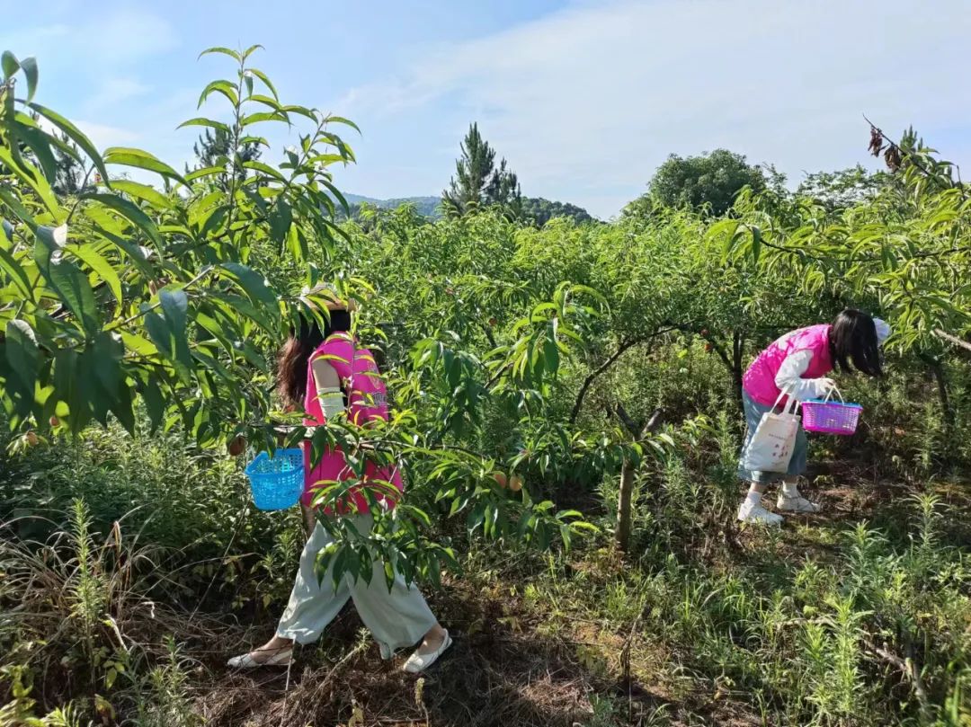 妇工在线 | 瑞昌市码头镇:巾帼助农采桃忙