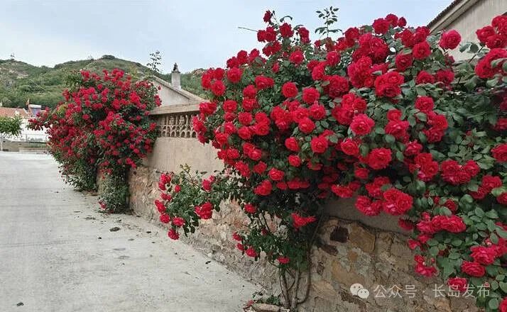 区领导带队调研北五岛"鲜花海岛"创建工作