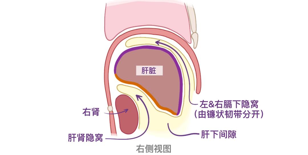 肝肾位置图片