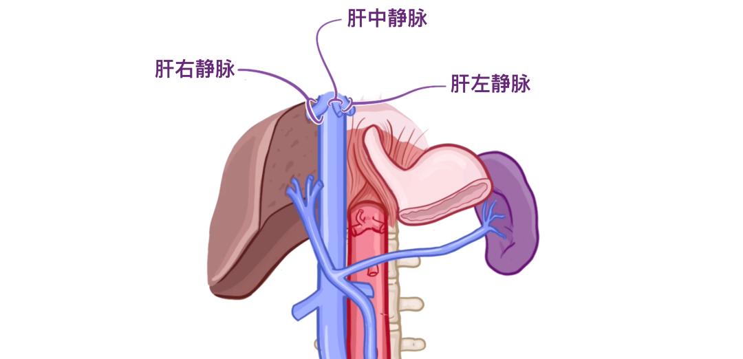 旁边器官图片