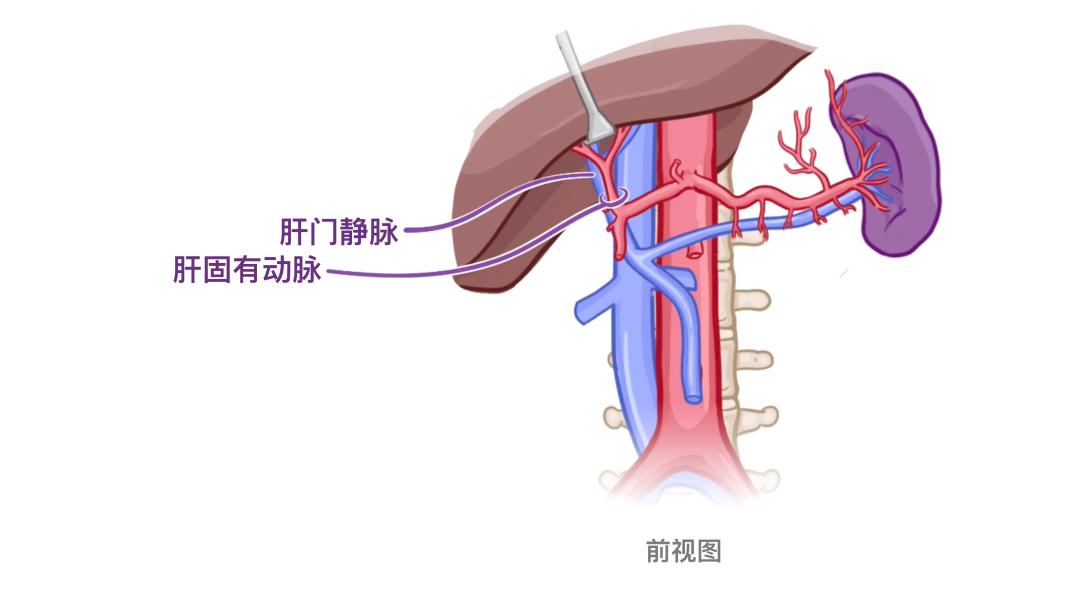 认识我们的器官