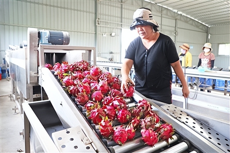 6月17日,工作人员在梅村村一处火龙果基地厂房里分拣火龙果,并打白鞍