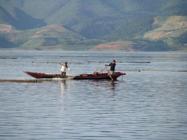 我,才不是"咸鱼"!这是一条来自丹江口翘嘴鲌的独白