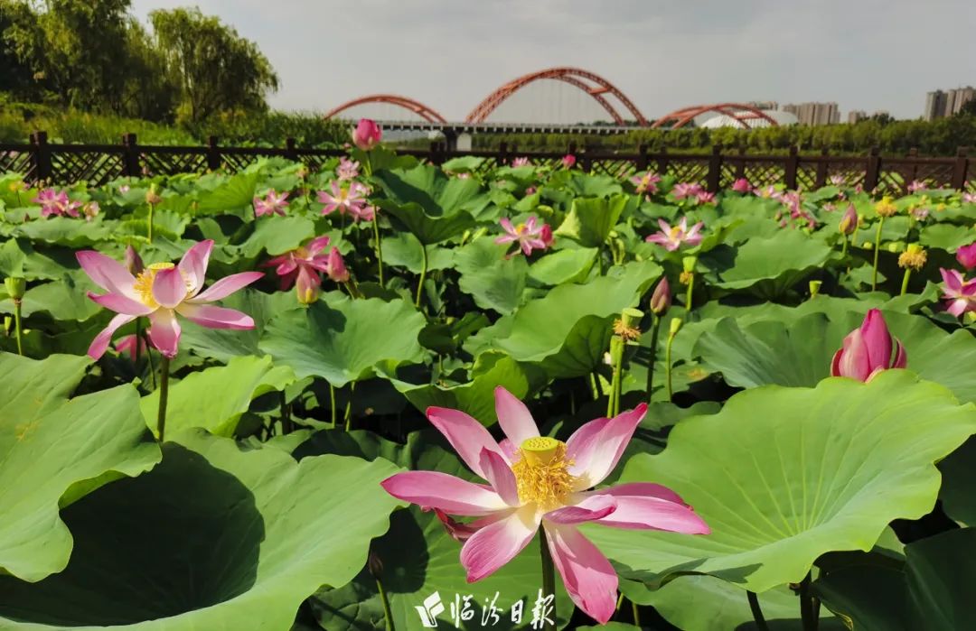 汾河公园的荷花,开了!