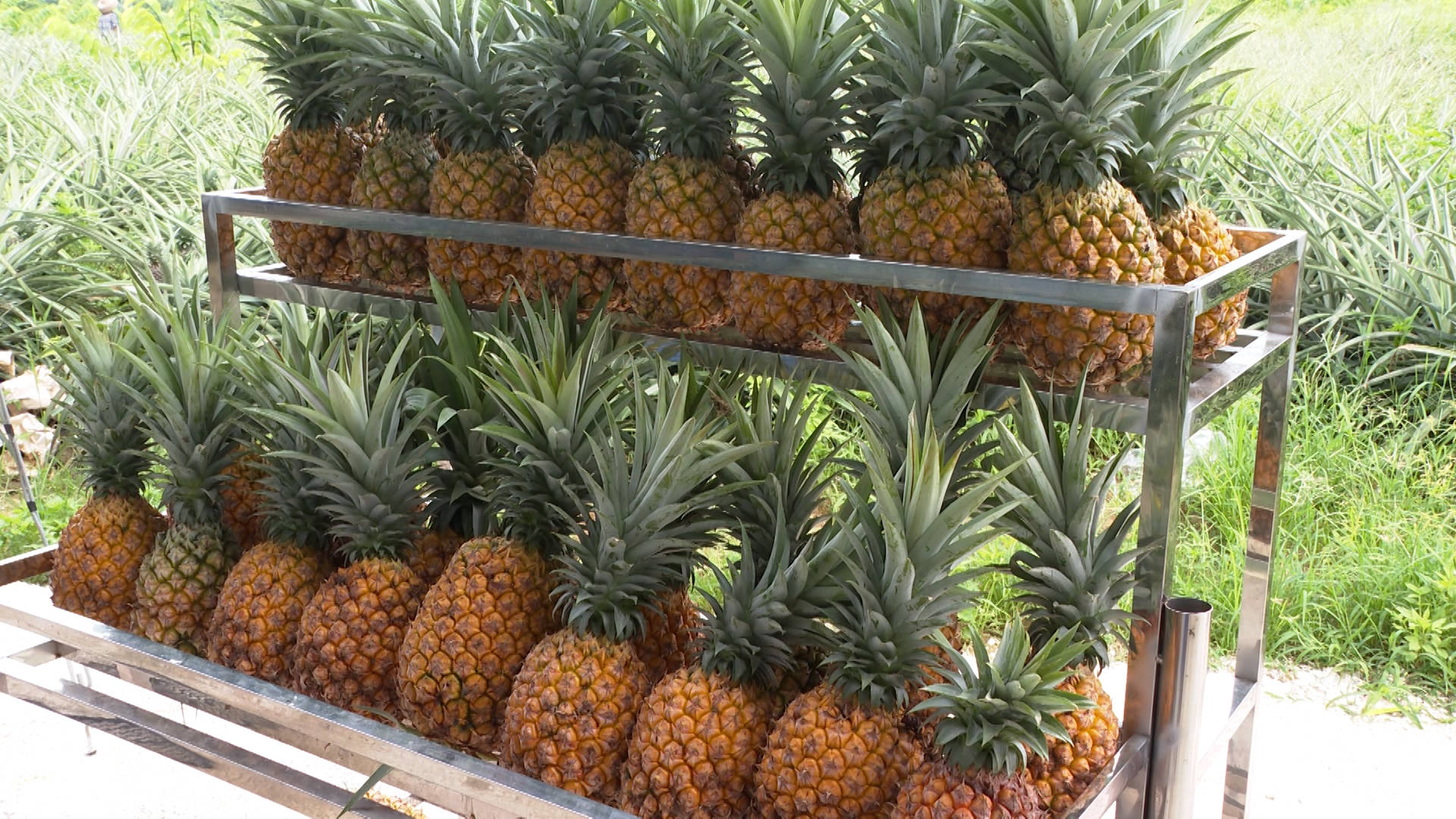 闸坡镇有机凤梨受欢迎 首批销售8万斤