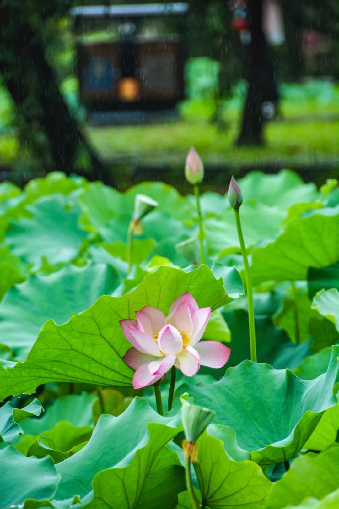 仙境荷花壁纸 莲花图片