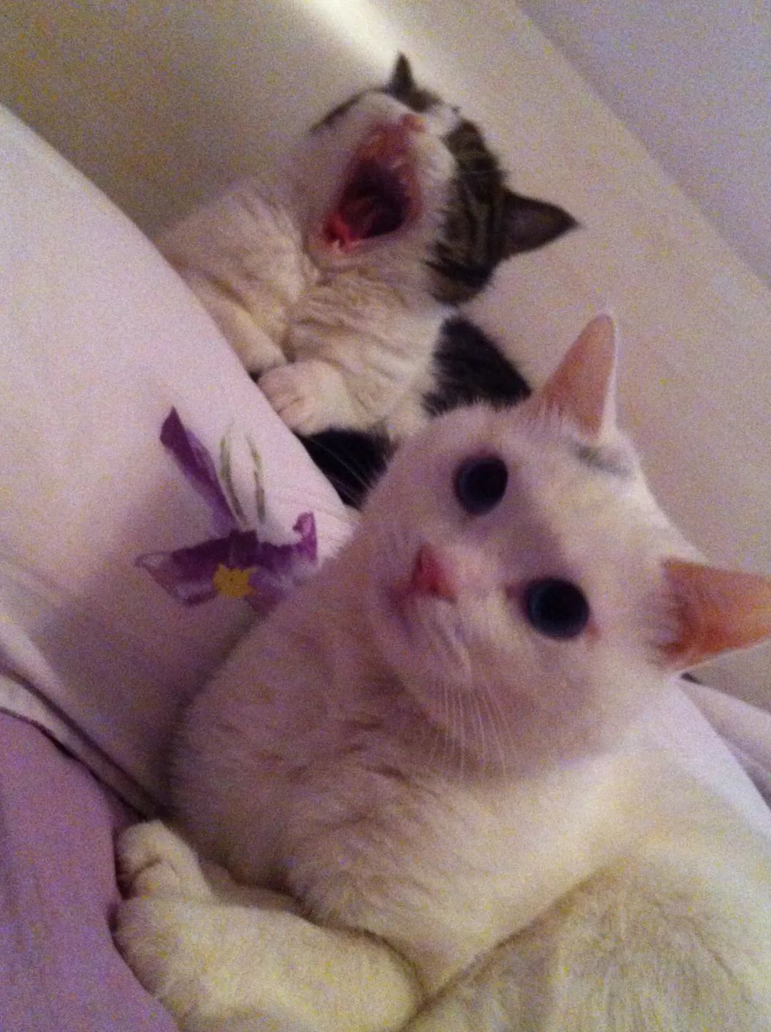 30岁这年，我和猫都收到了“病危通知”｜三明治