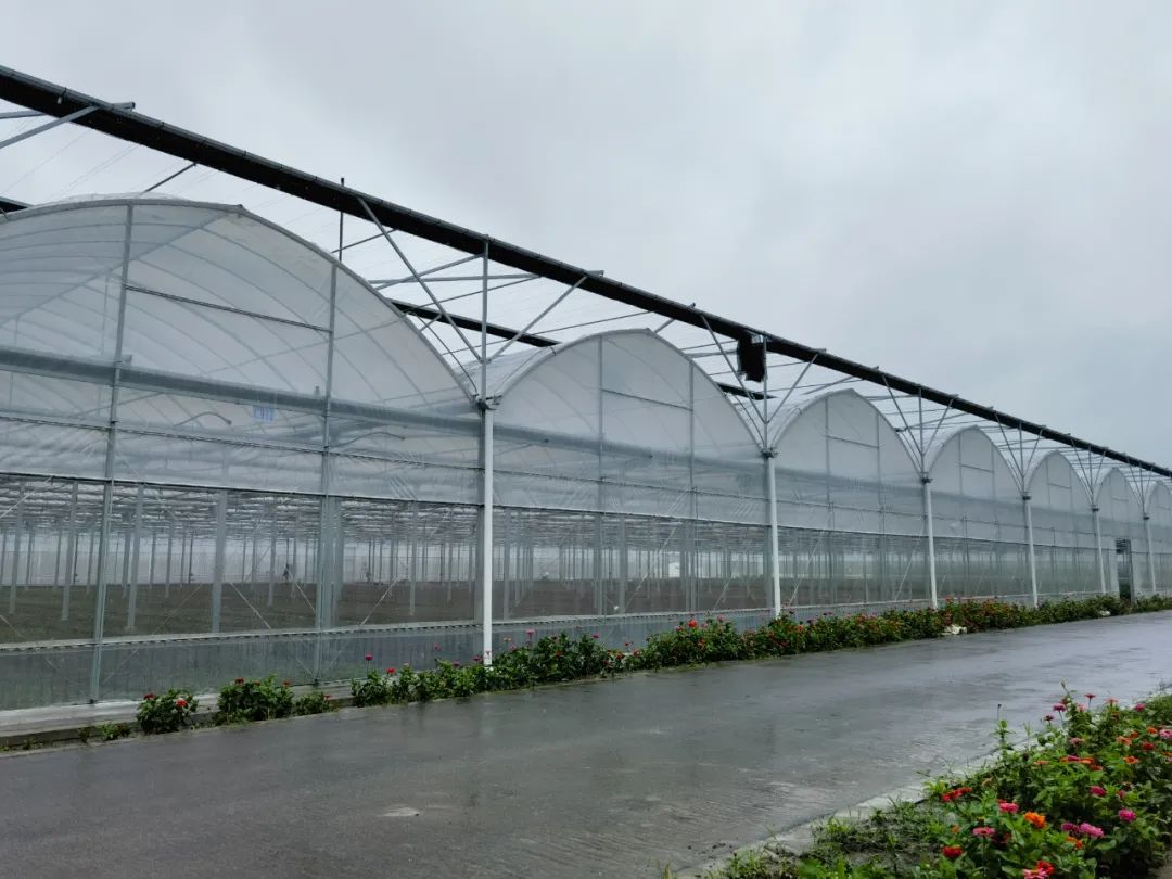 加固大棚,清捞沟渠……松江蔬菜基地这样防汛保供