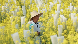 86岁老人一生研究一朵花，解决了几亿中国人吃油难的问题