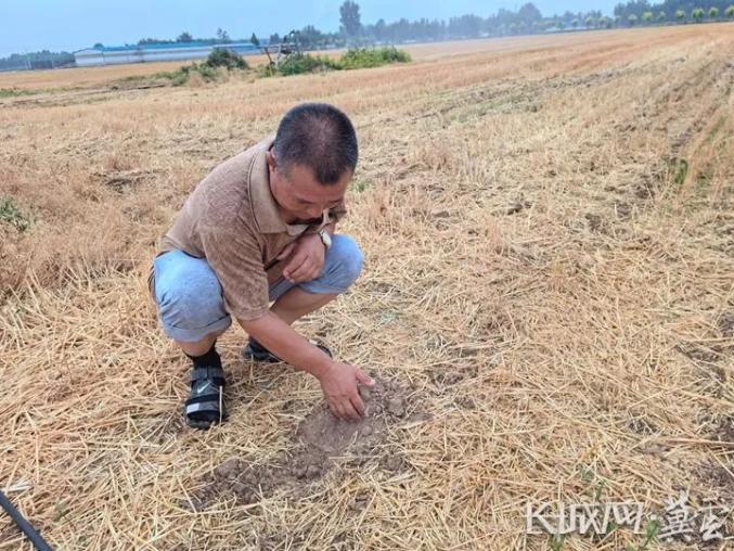 河北抗旱保夏播 算好用水节水“两笔账”_澎湃号·政务_澎湃新闻-The Paper