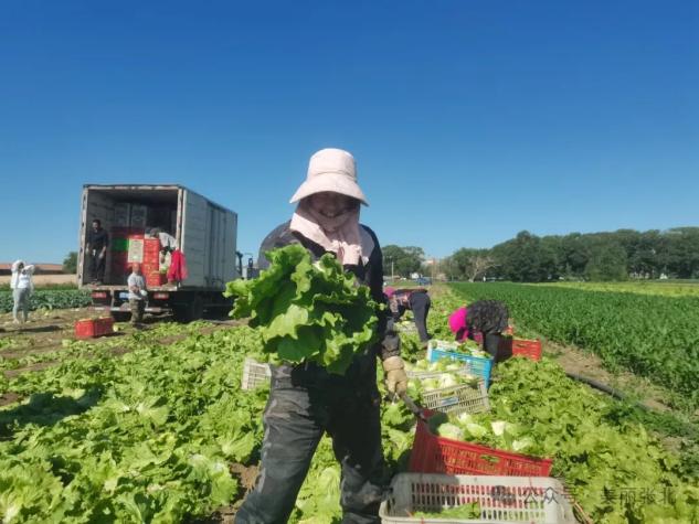 张北:蔬菜产业放光彩
