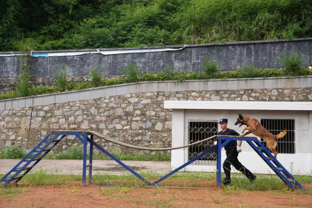 恩施州公安局警犬训练基地在宣恩揭牌