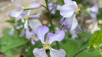 “諸葛菜”因何得名？發現城市中的野生美