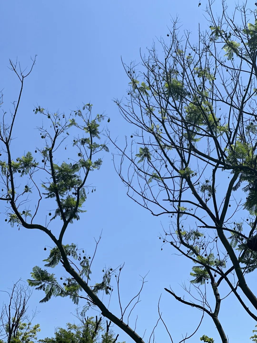 成都公园测评，天府芙蓉园根本逛不完
