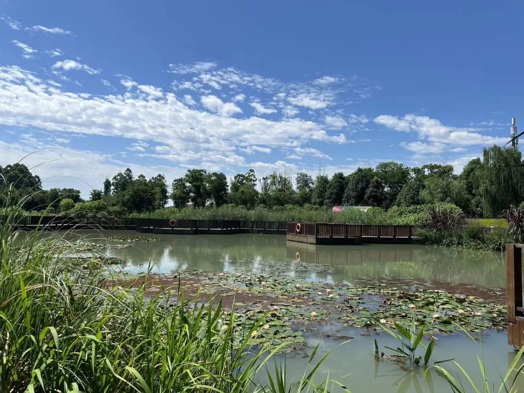 成都公园测评，天府芙蓉园根本逛不完