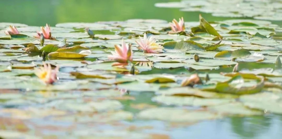 成都公园测评，天府芙蓉园根本逛不完
