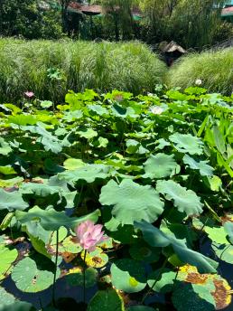 成都公园测评，天府芙蓉园根本逛不完