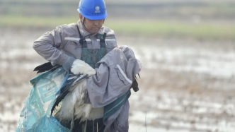 那只撲倒在稻田里的白色大鳥確認為東方白鸛| 唐山電網巡線救助| BCON