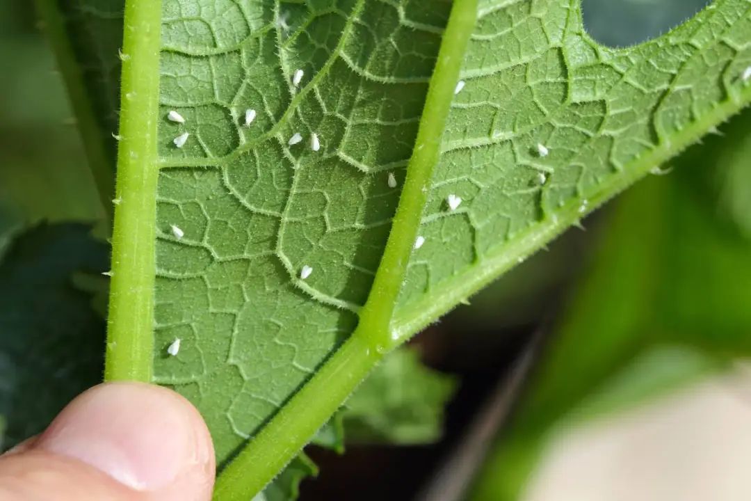 植物叶片上都是小飞虫是什么情况?67铁树如何分家?丨园艺门诊